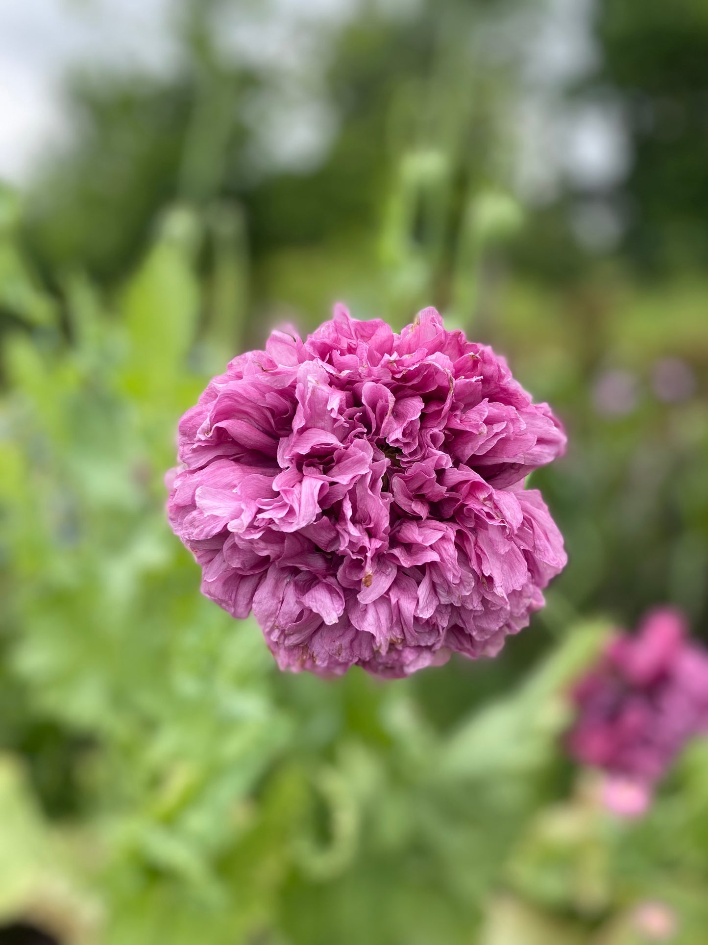 Poppy somniferum 'Purple Peony'