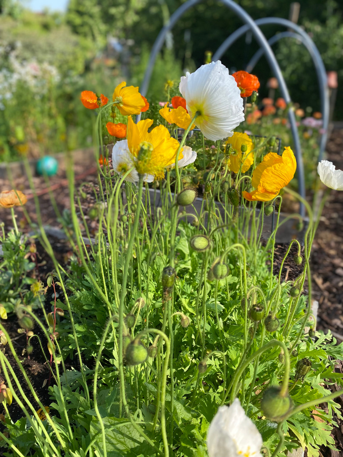 Coquelicot d’Islande « Kelmscott’s Giants » – Papaver nudicaule