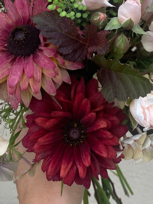 Rudbeckia Hirta “Cherry Brandy”