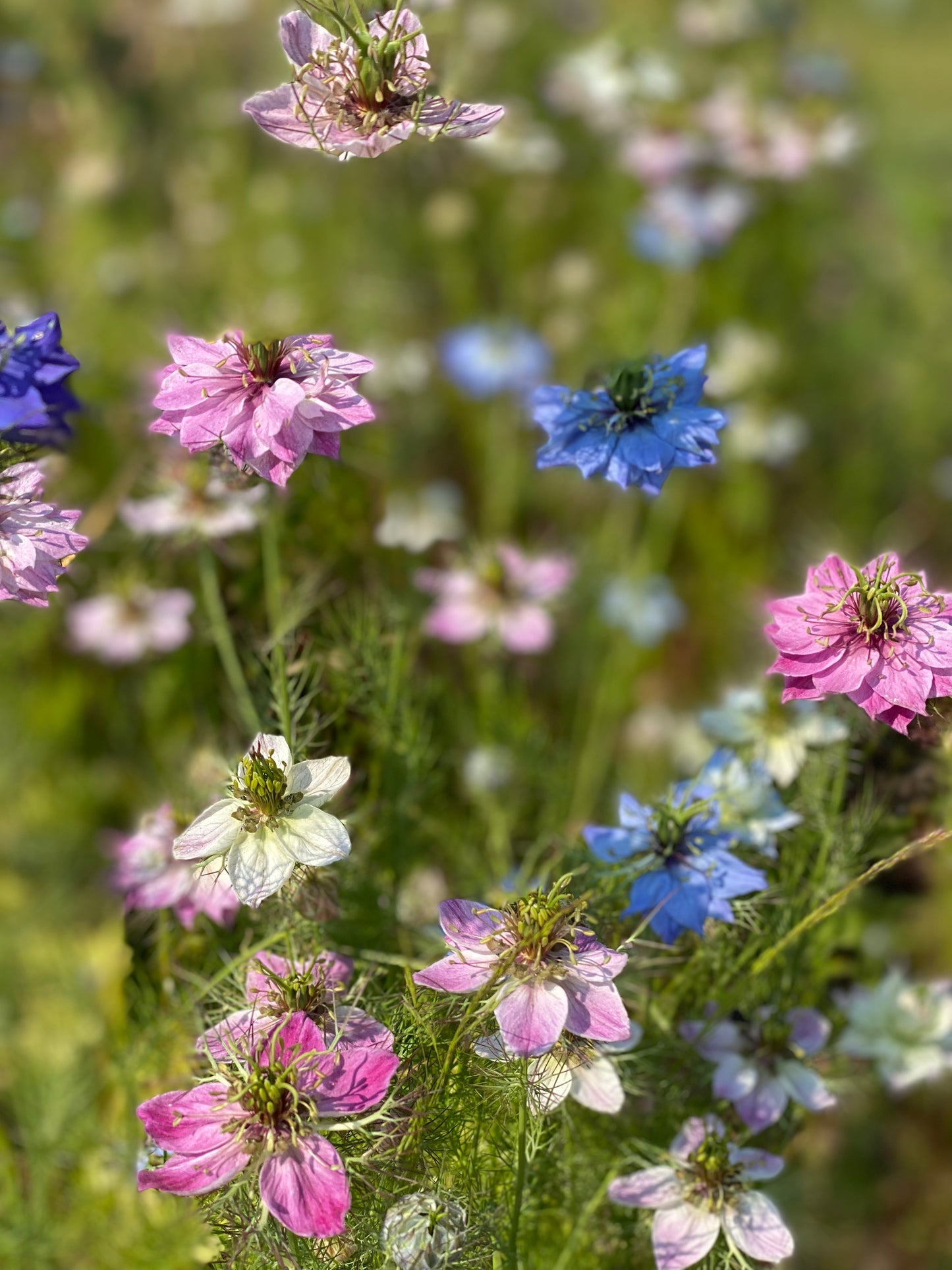 Juffertje-in-het-groen - Nigella damascena Persische Juwelen Mischung
