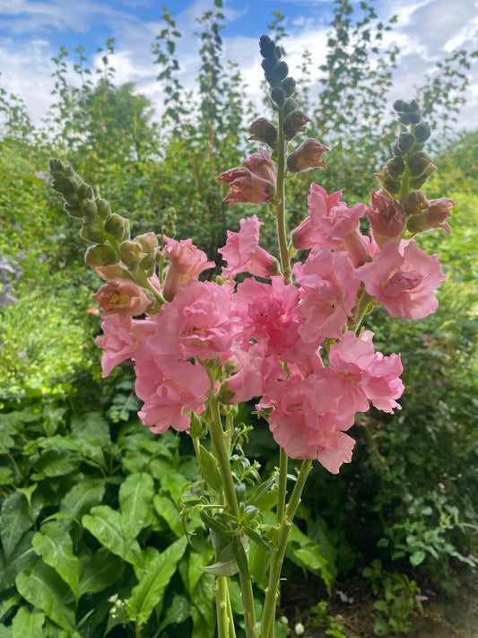 Antirrhinum Majus - Leeuwebek "Madame Butterfly Pink" - Tuinkabouter Chrisje