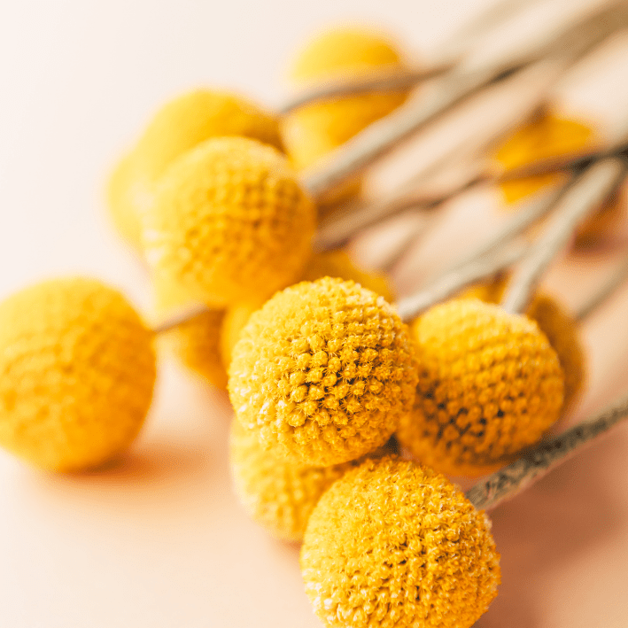 Craspedia Globosa - Drumstick - Tuinkabouter Chrisje