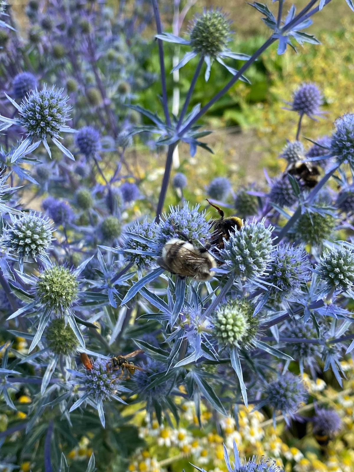 Eryngium Planum - Kruisdistel - Tuinkabouter Chrisje