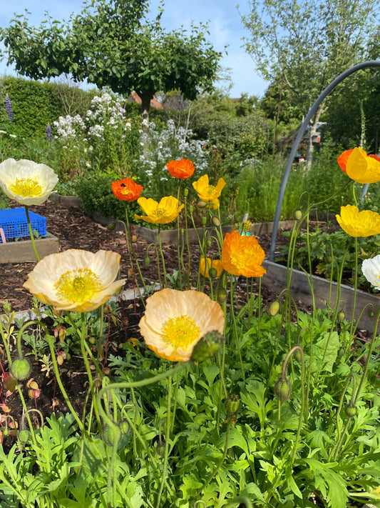 IJslandse Papaver ‘Kelmscott’s Giants’ - Papaver nudicaule - Tuinkabouter Chrisje