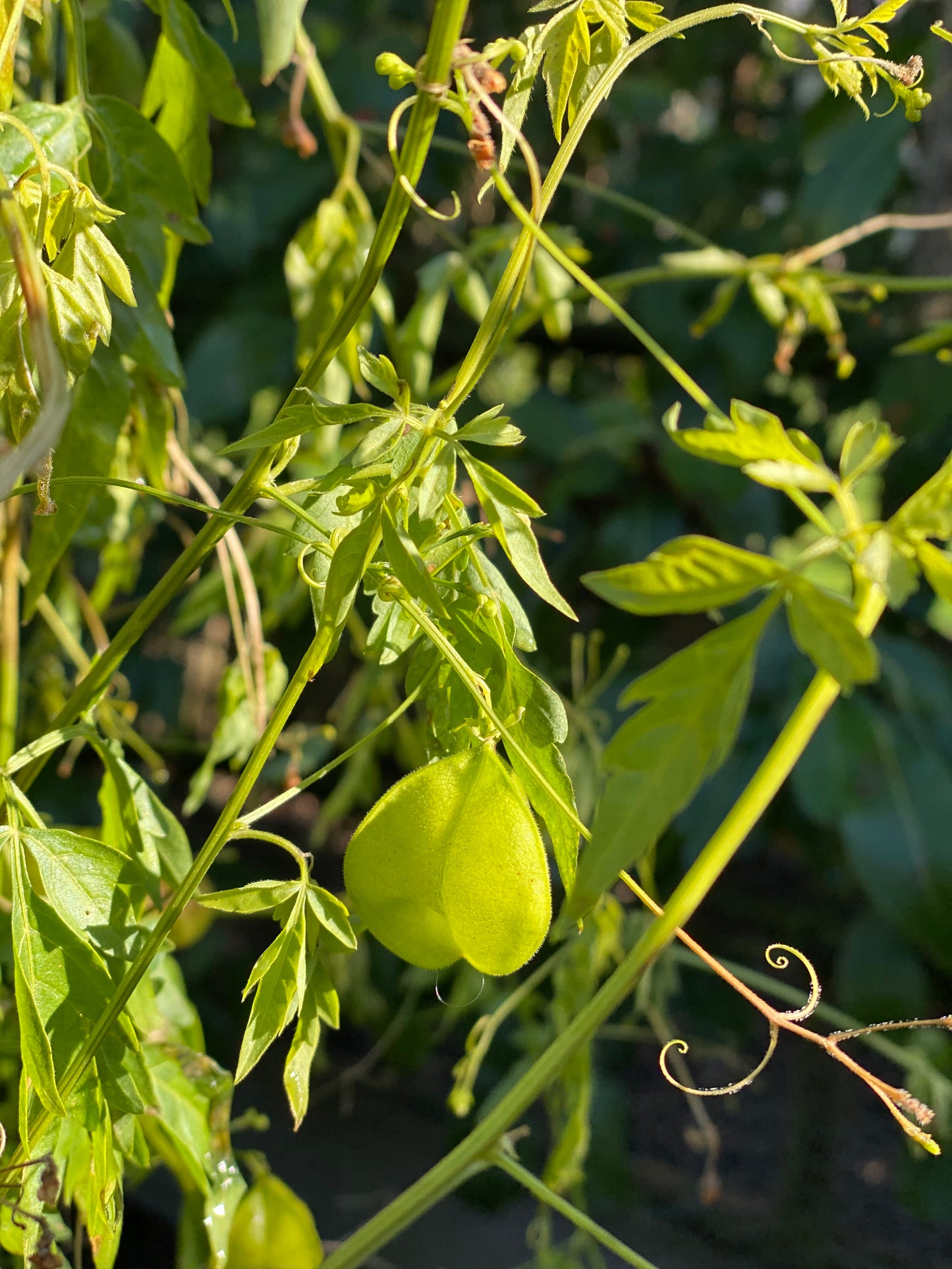 Zaailing Love-in-a-puff - 3 Stück