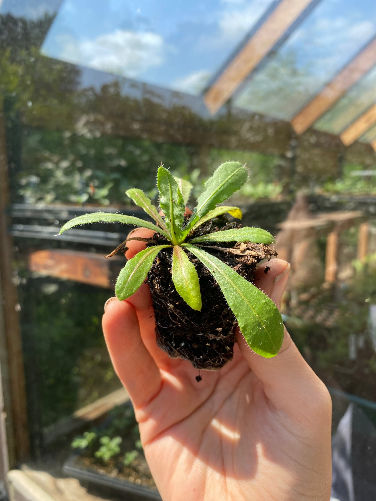 Zaailing Limonium sinuatum Apricot - 5 Stück