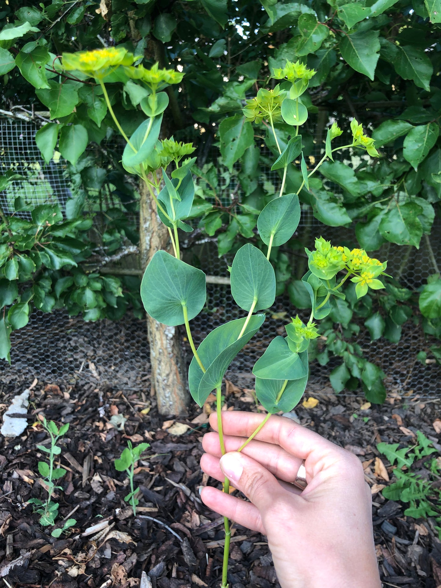 Zaailing Bupleurum - 5 Stück