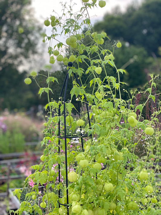 Semis Love-in-a-puff - 3 pièces