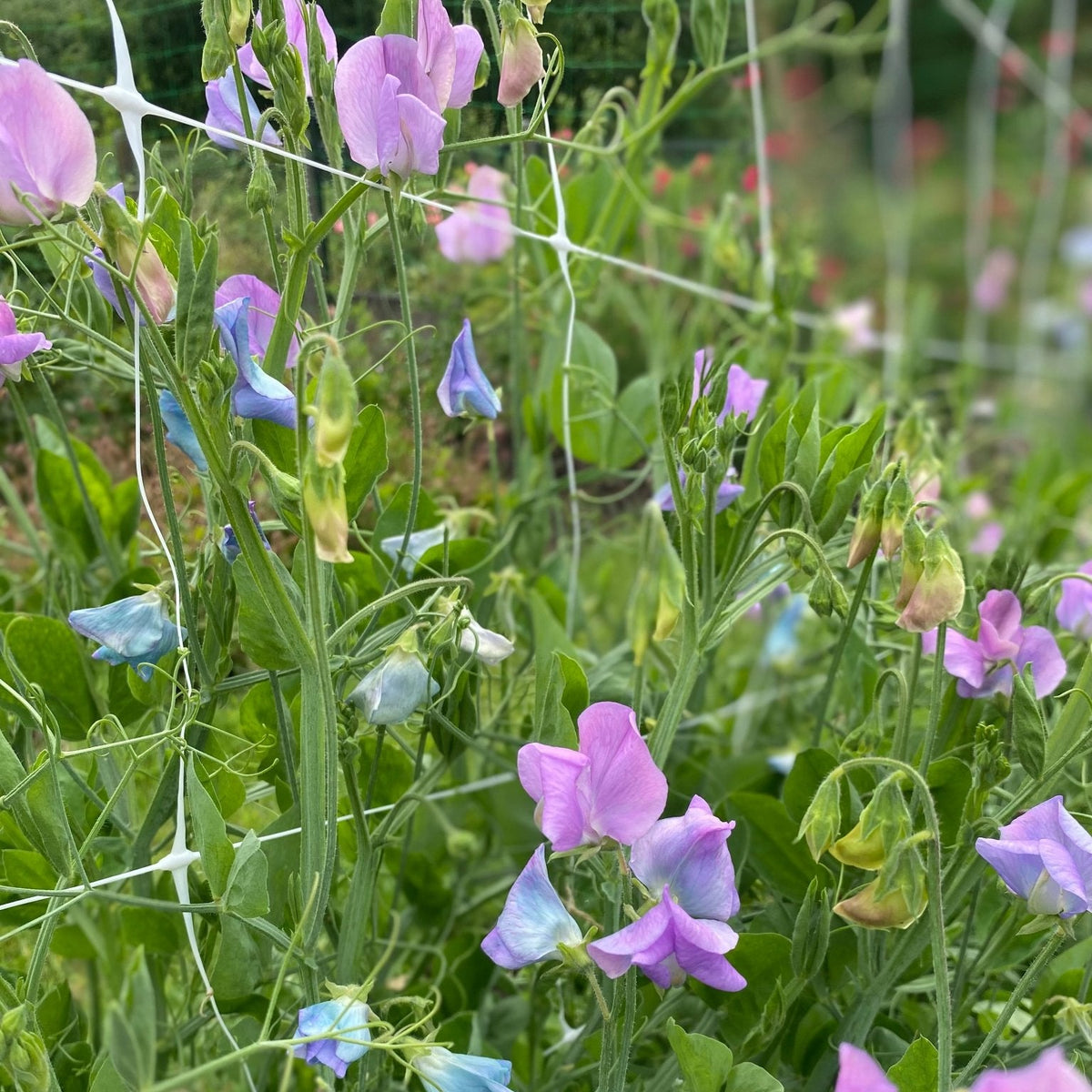 Lathyrus Odoratus - Reukerwt "Turquoise Lagoon" - Tuinkabouter Chrisje