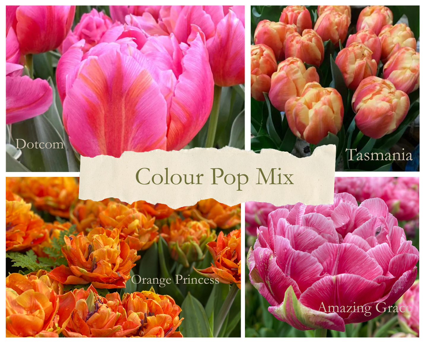Tulpenmix ‘Colour Pop Mix’ – 20 bollen - PRE-ORDER - Tuinkabouter Chrisje