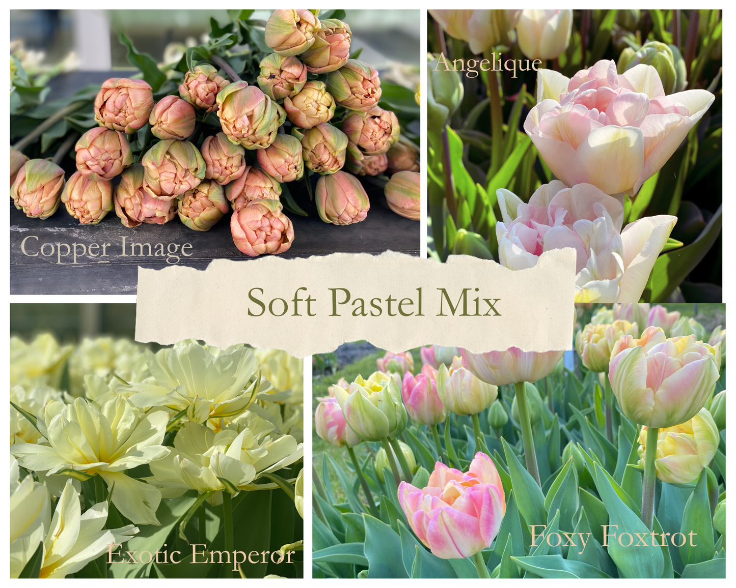 Tulpenmix ‘Soft Pastel’ – 20 bollen - PRE-ORDER - Tuinkabouter Chrisje