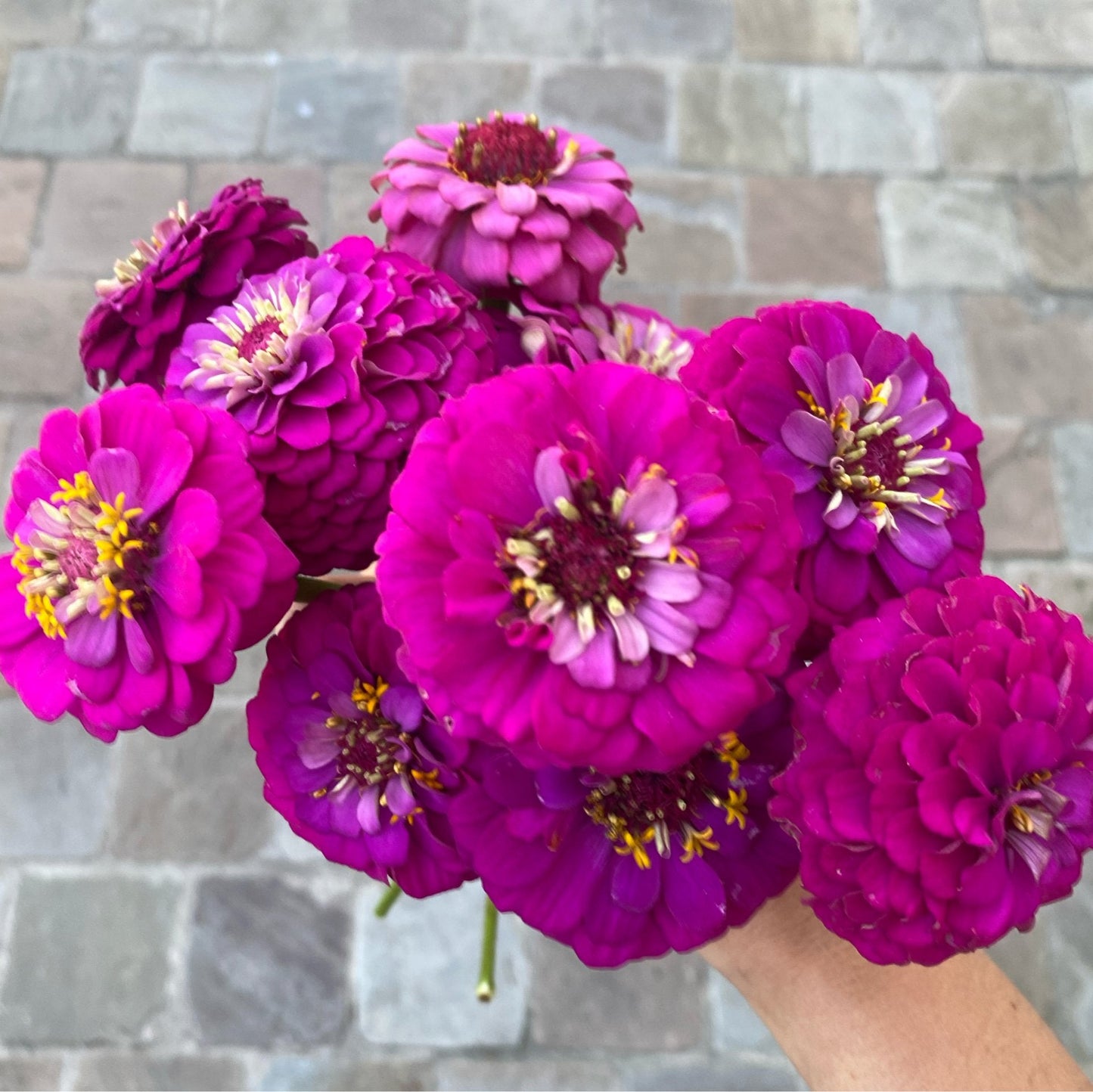 Zinnia elegans Oklahoma Carmine - Tuinkabouter Chrisje