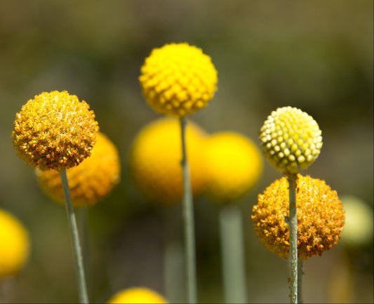 Craspedia Globosa Drumstick - Tuinkabouter Chrisje