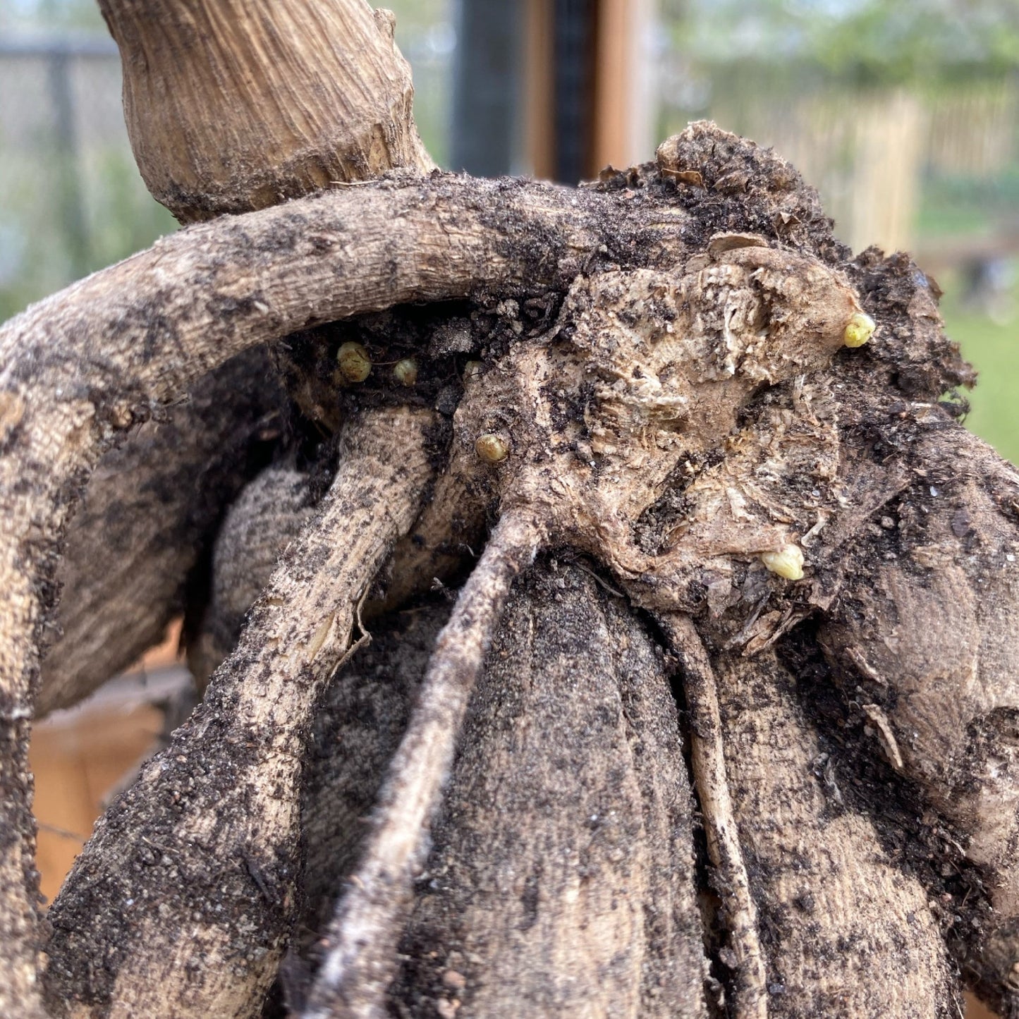 Dahlia Andrea Lawson tubers