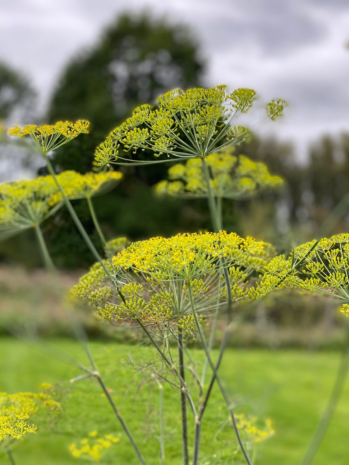 Aneth - Anethum graveolens