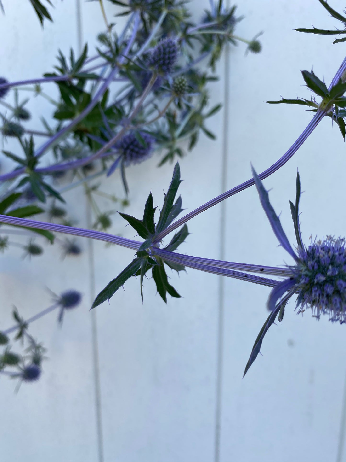 Eryngium « Blue Glitter » – Graines de panicaut