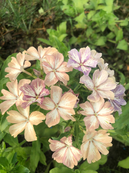 Phlox Drummondii Cream Brulee