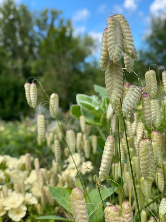 Briza Maxima - Large vibrating grass