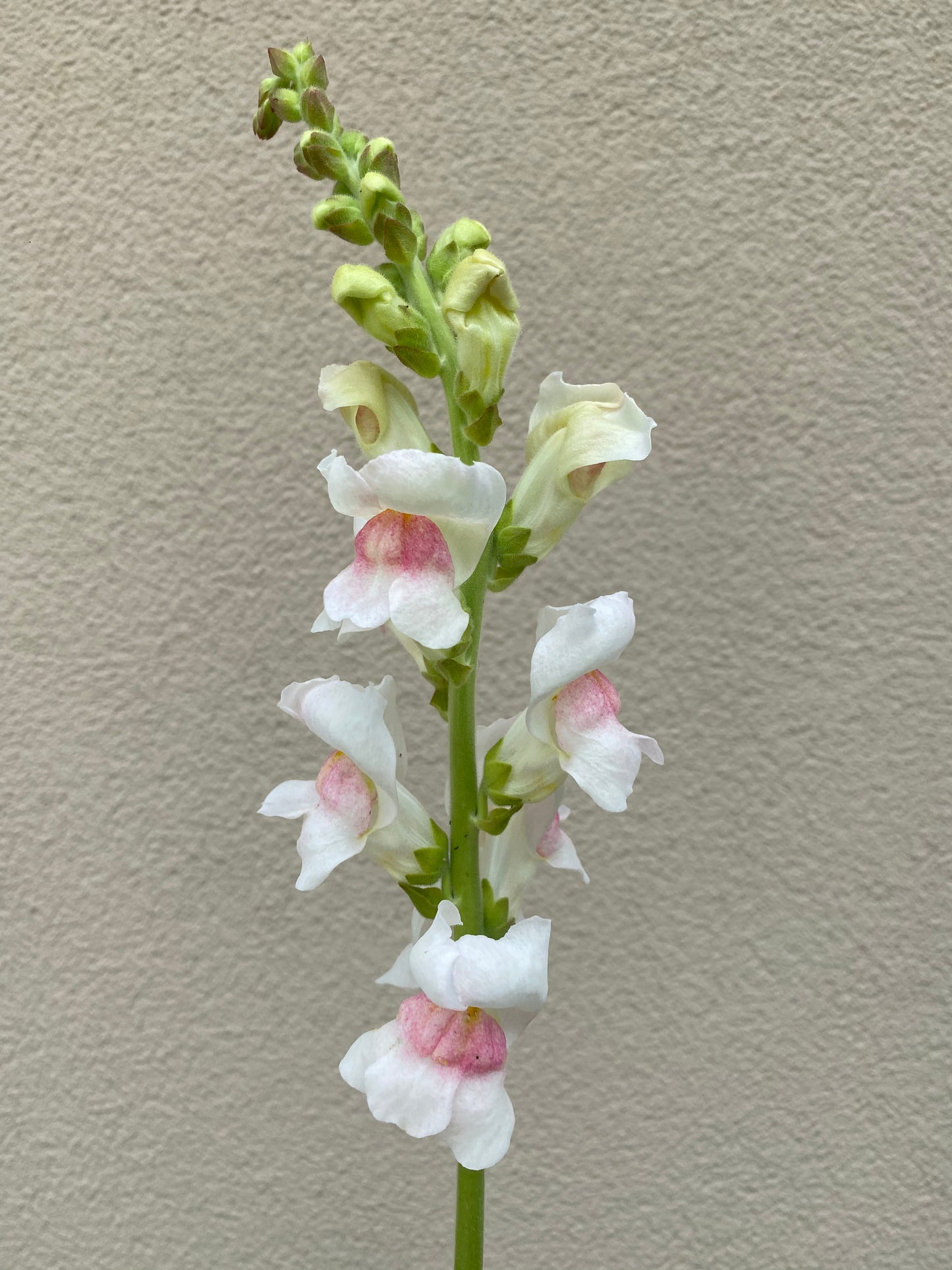 Antirrhinum majus - Snapdragon Potomac "Appleblossom"
