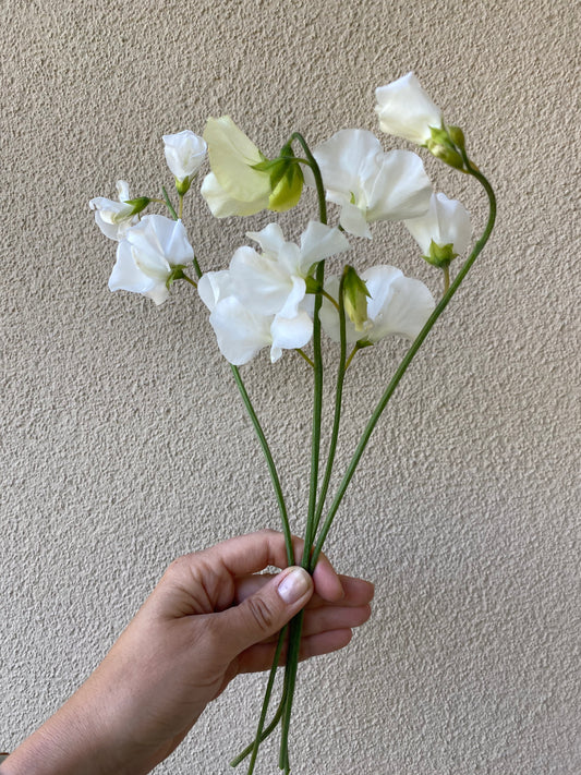 Lathyrus odoratus - Guisante de olor Spring Sunshine White