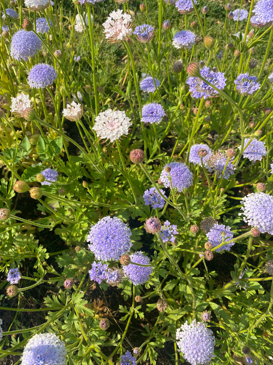 Didiscus caerulea lace "Mix"