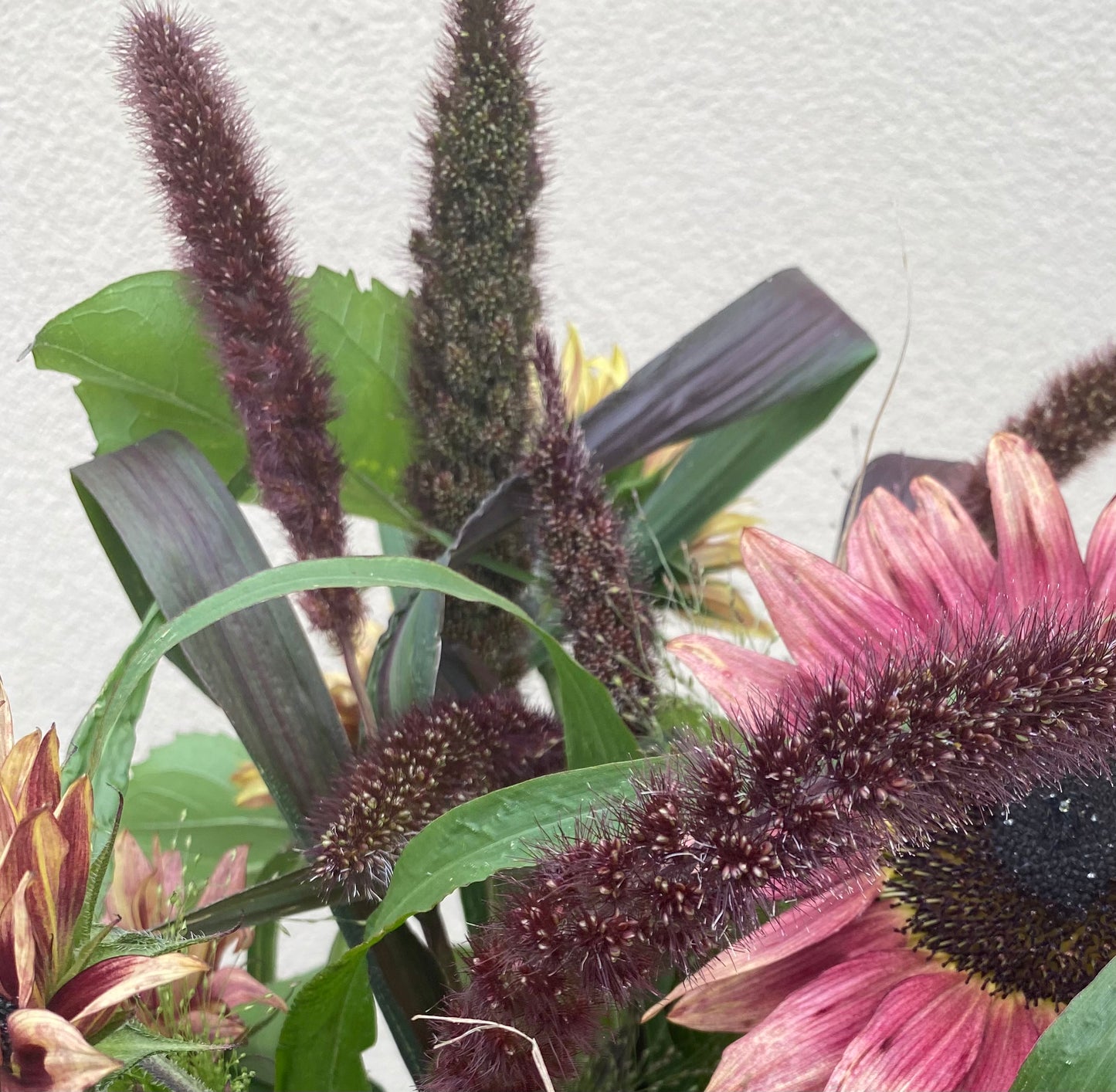 Setaria Italica 'Red Jewel' - Bird millet seedling - young plant - 5 pieces