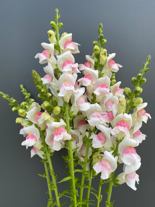 Antirrhinum majus - Snapdragon Potomac "Appleblossom"