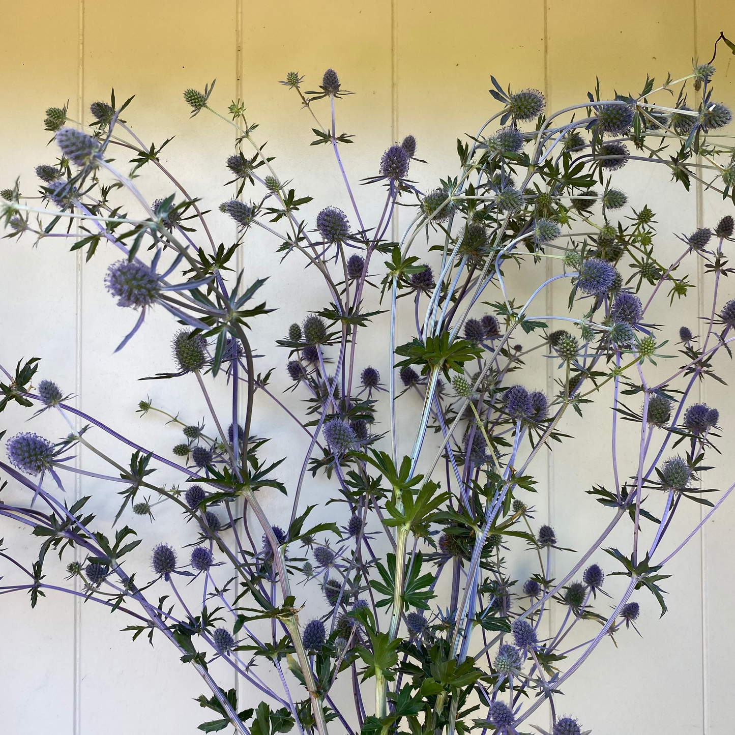 Eryngium « Blue Glitter » – Graines de panicaut