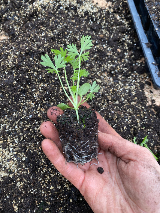 Snapdragon Seedling Potomac Appleblossom - 5 pieces