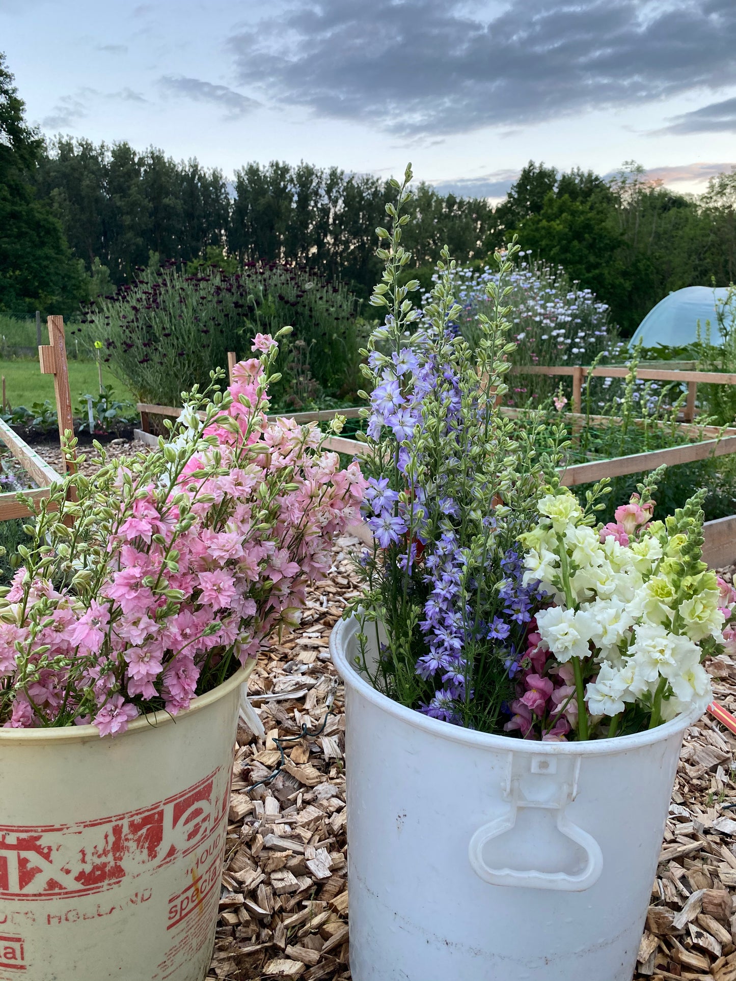 Delphinium Consolida Ajacis - Chrisje's Mix - (pied d'alouette)