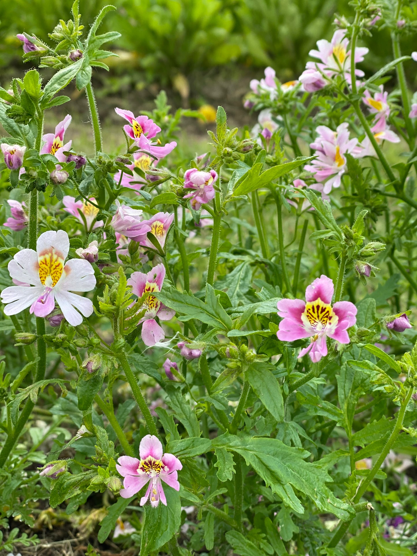 Schizanthus pinnatus "Engelsflügel" Bauernorchidee