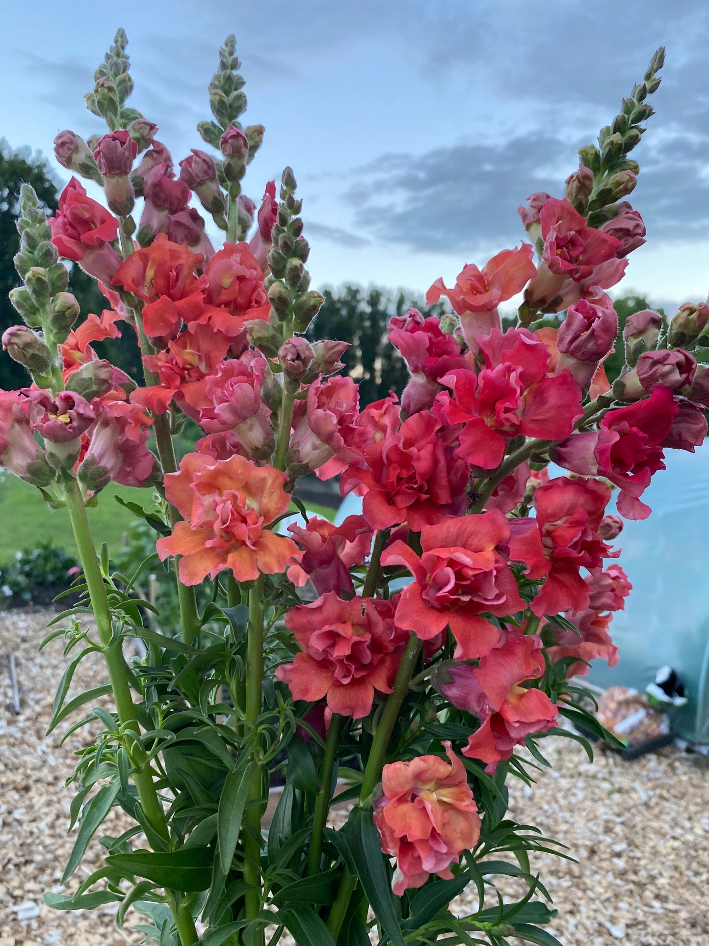 Snapdragon butterfly bronze