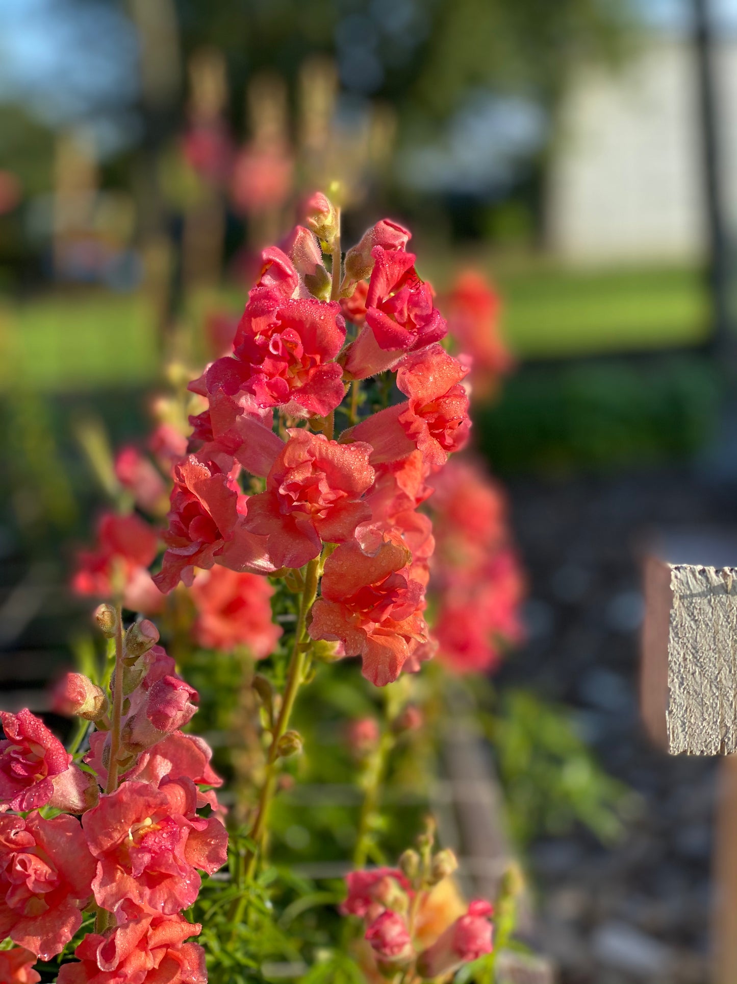 Antirrhinum Majus - Löwenmaul "Madame Butterfly Bronze"