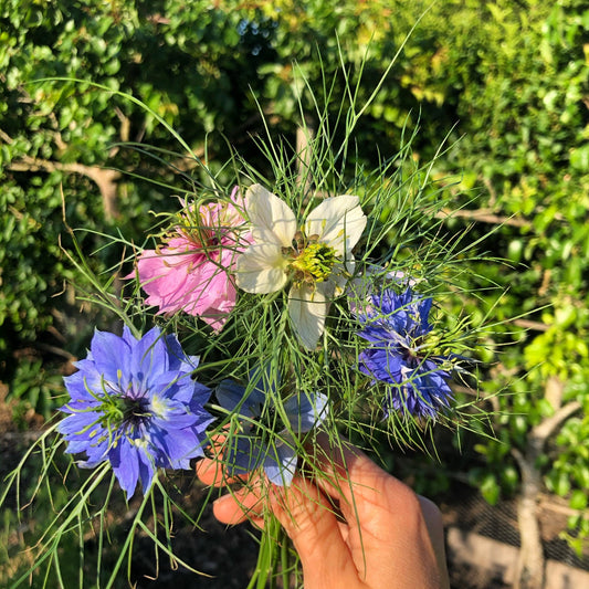 Love in a mist - Persian Jewels - Nigella