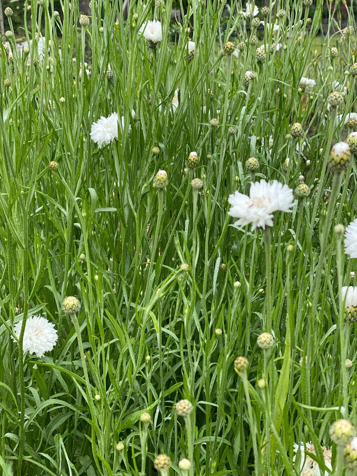 Cornflower - centaurea cyanus - "White Ball"