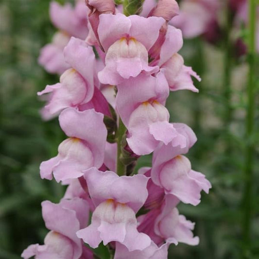 Antirrhinum majus - Snapdragon Potomac Lavender
