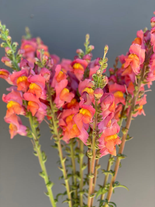 Antirrhinum majus - Snapdragon Potomac Orange