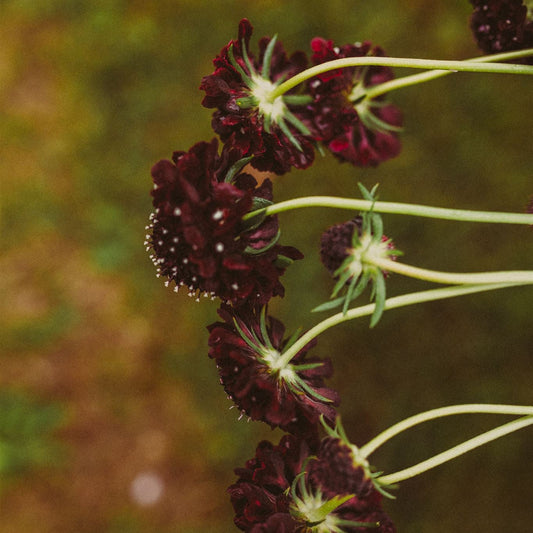 Scabiosa atropurpurea ' Black Knight' - Tuinkabouter Chrisje