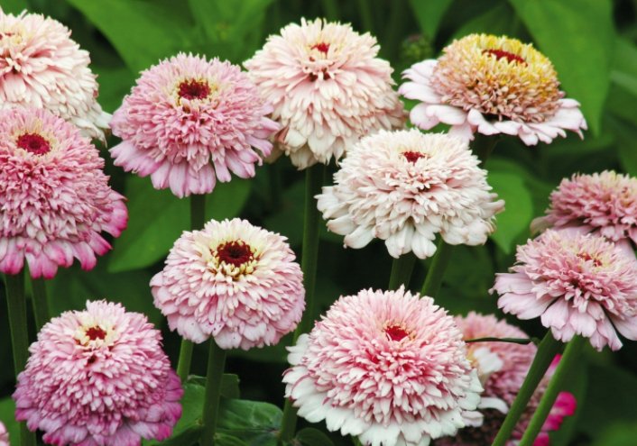Zinnia Zinderella Lilac - Tuinkabouter Chrisje