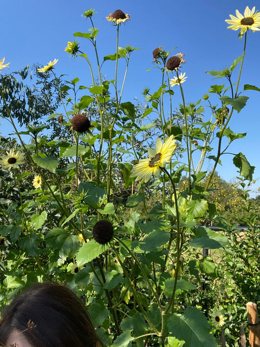 Zonnebloem "Vanilla Ice" - Tuinkabouter Chrisje
