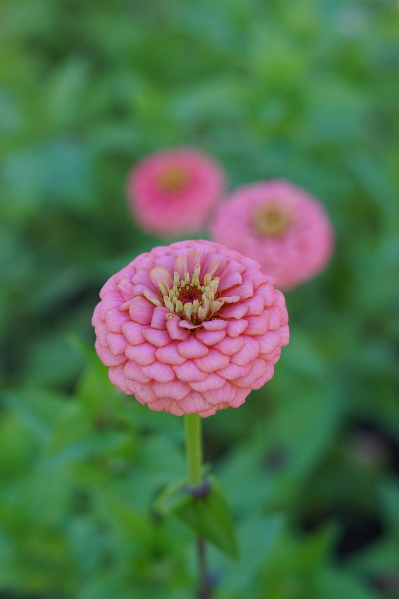 Bloemen die snel bloeien 🌸 (6 tot 8 weken) - Tuinkabouter Chrisje