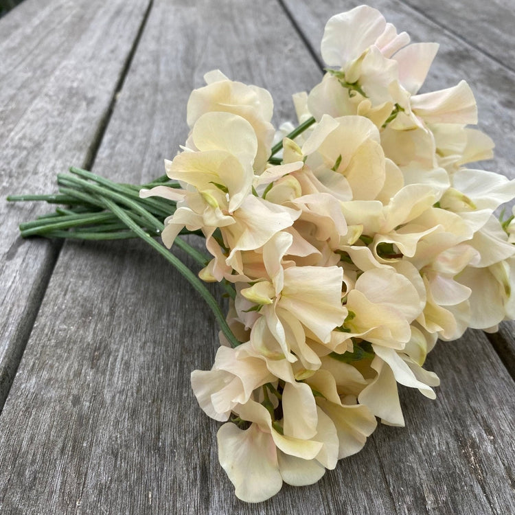 Lathyrus Odoratus - Reukerwt "Juliet" - Tuinkabouter Chrisje