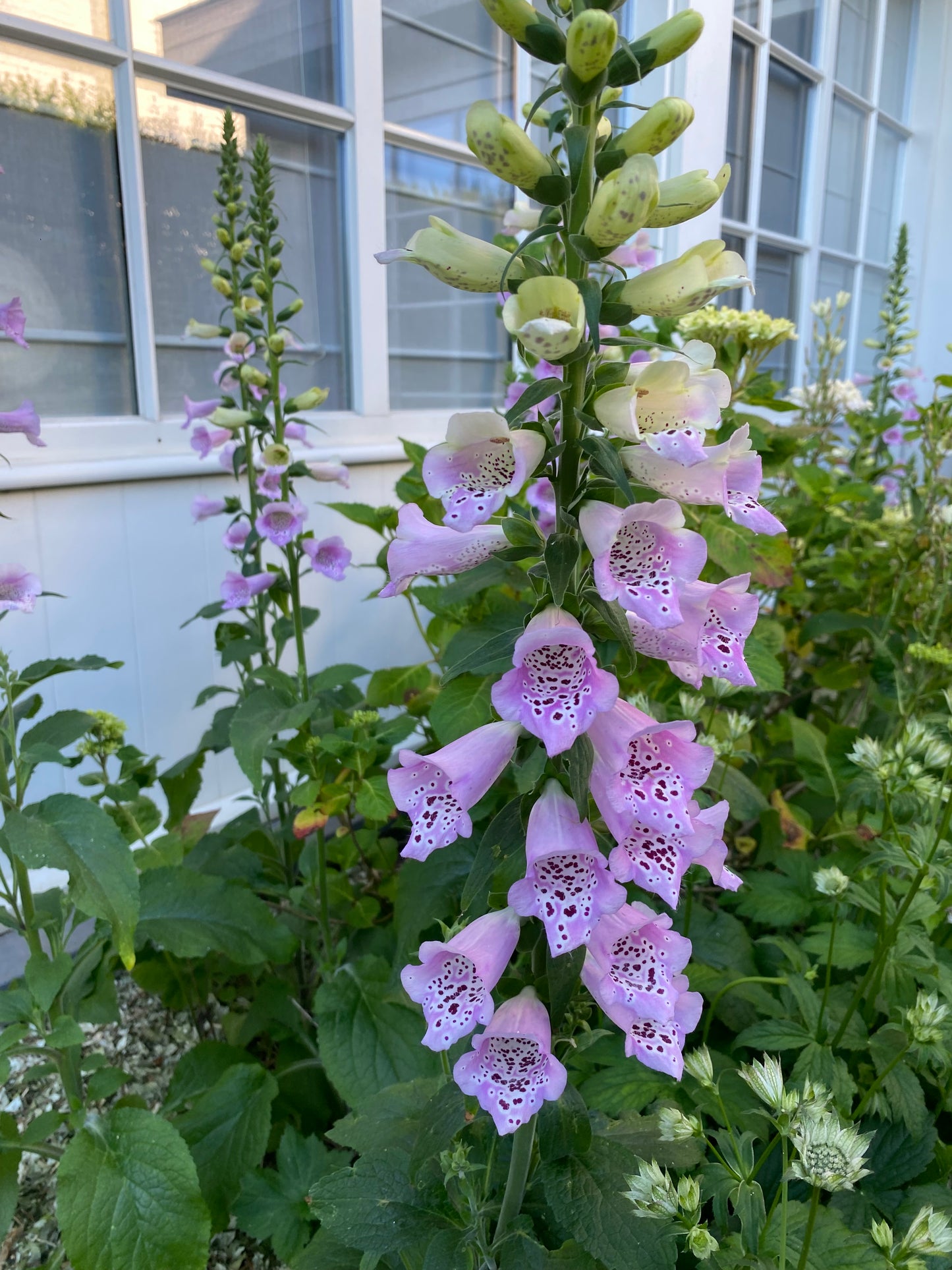 Fingerhut - Digitalis purpurea "Chrisje's Cottage Mix"