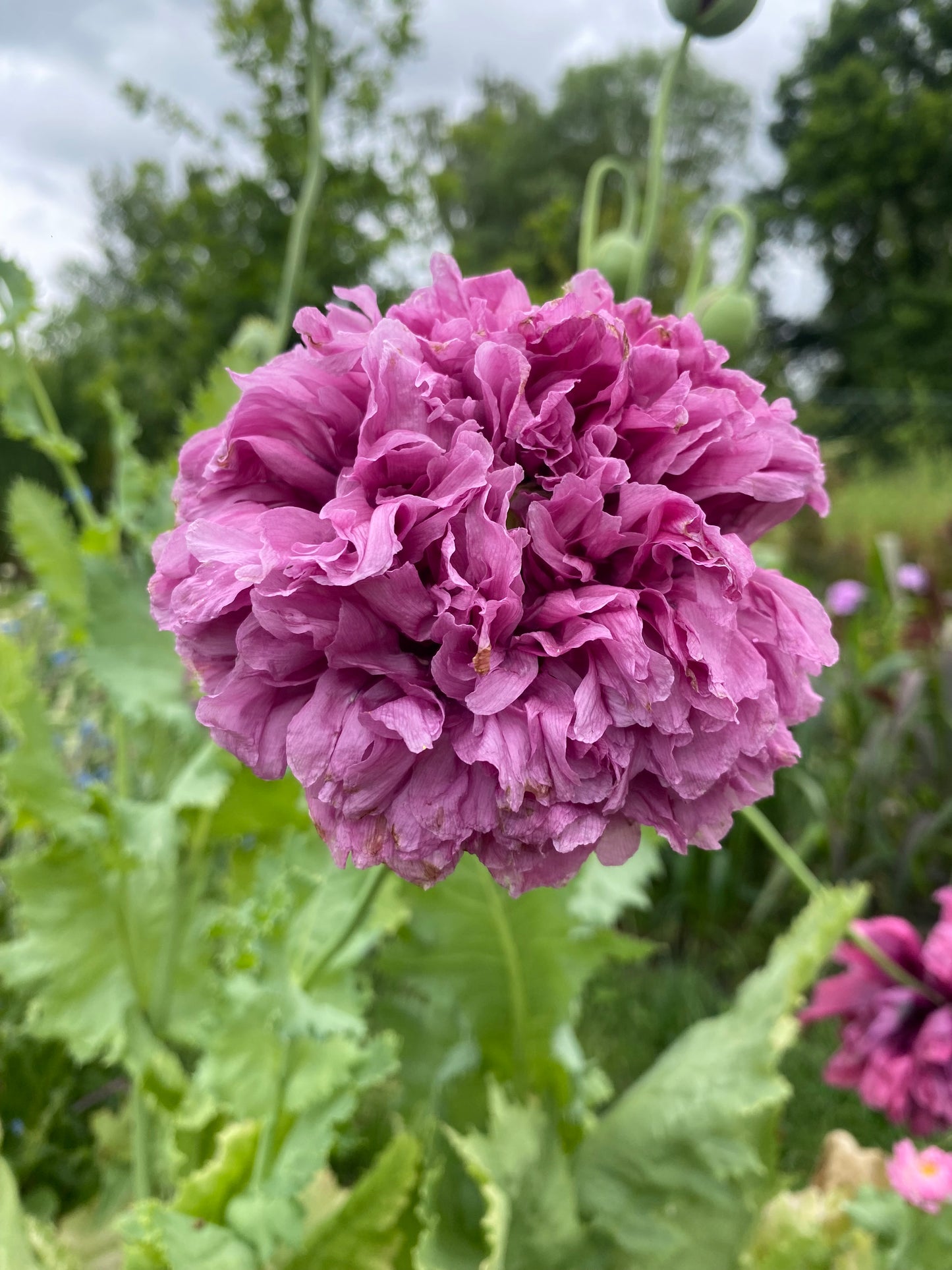 Poppy somniferum 'Purple Peony'