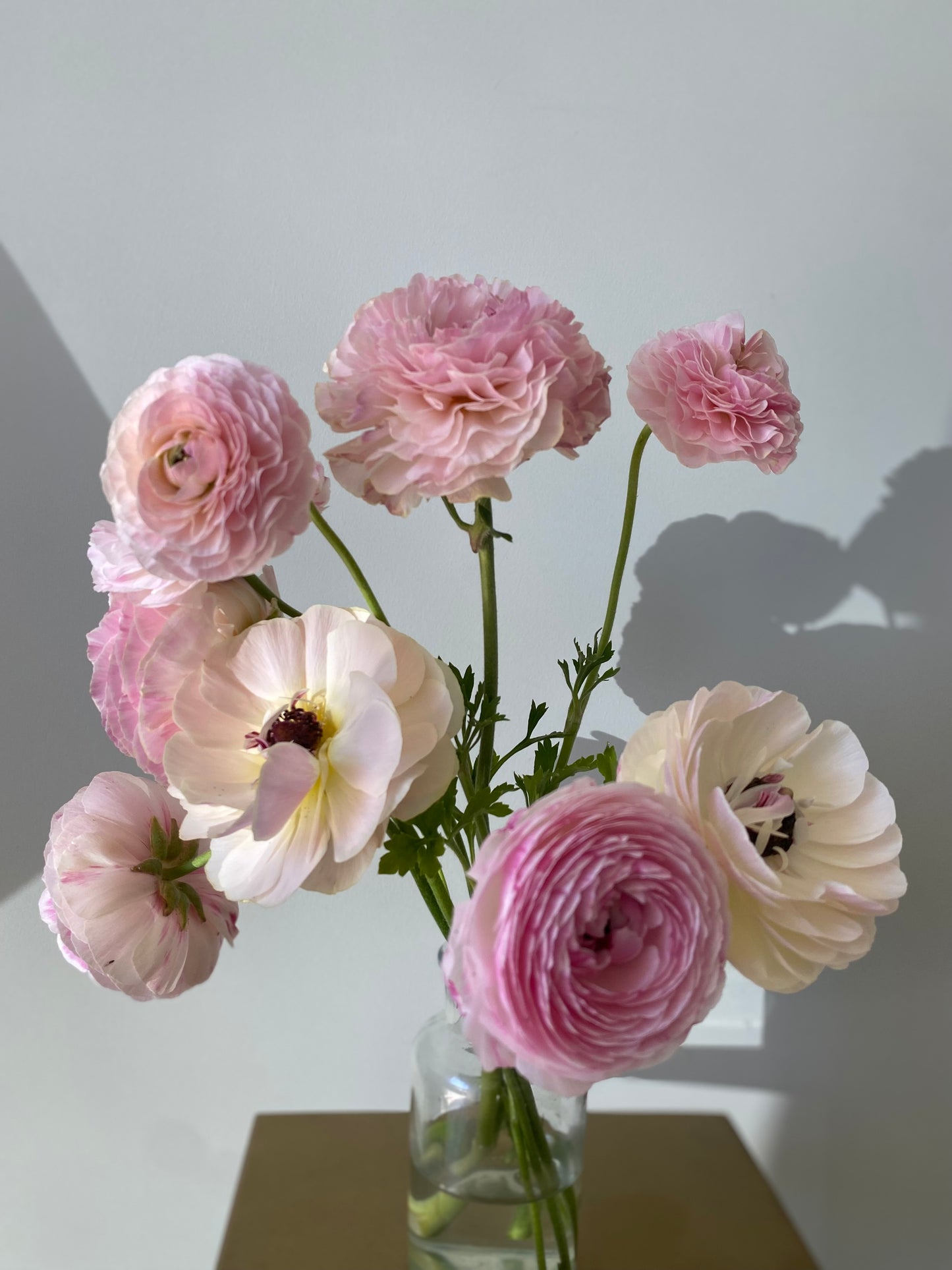 PRE-ORDER Ranonkel Porcelaine