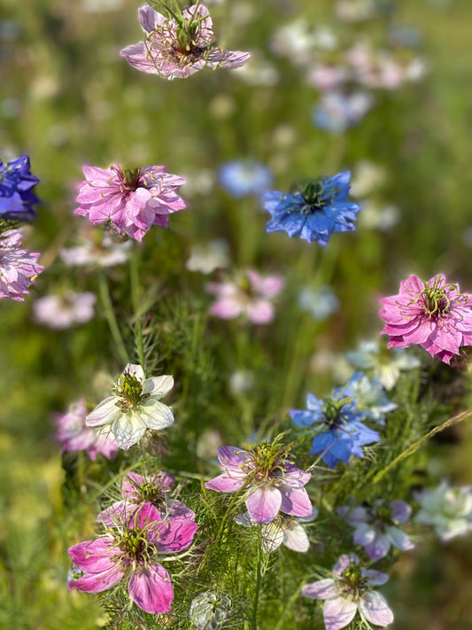 Love in a mist - Persian Jewels - Nigella