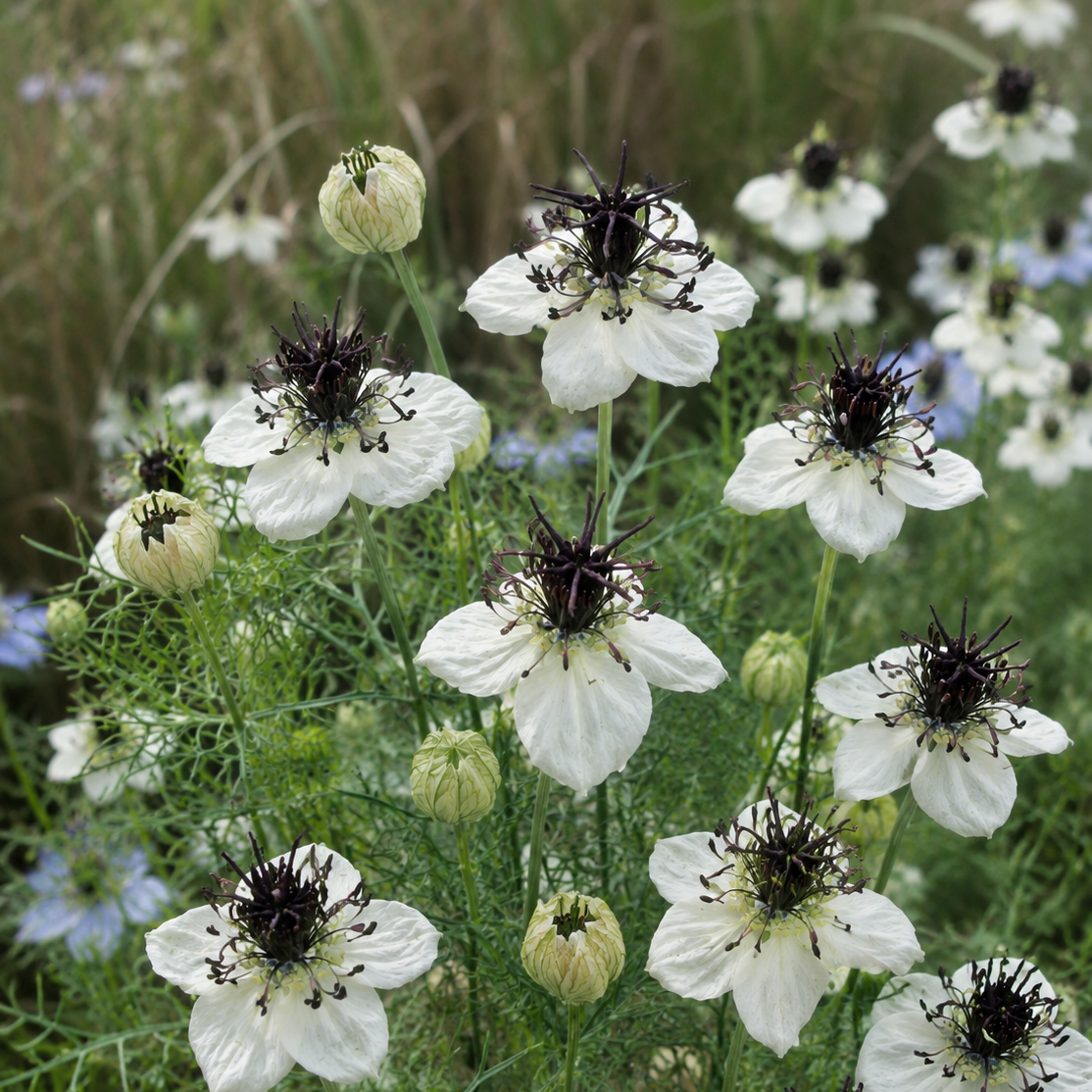 Nigella papillosa ‘Eclipse’ – Love-in-a-mist