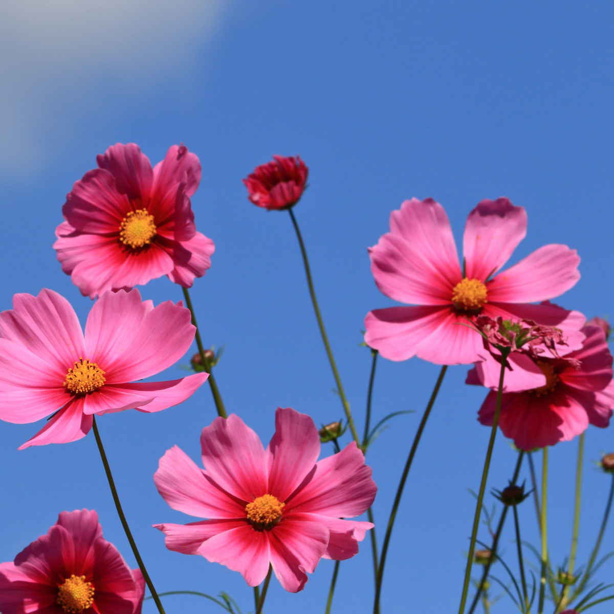 Cosmos  ‘Antiquity’