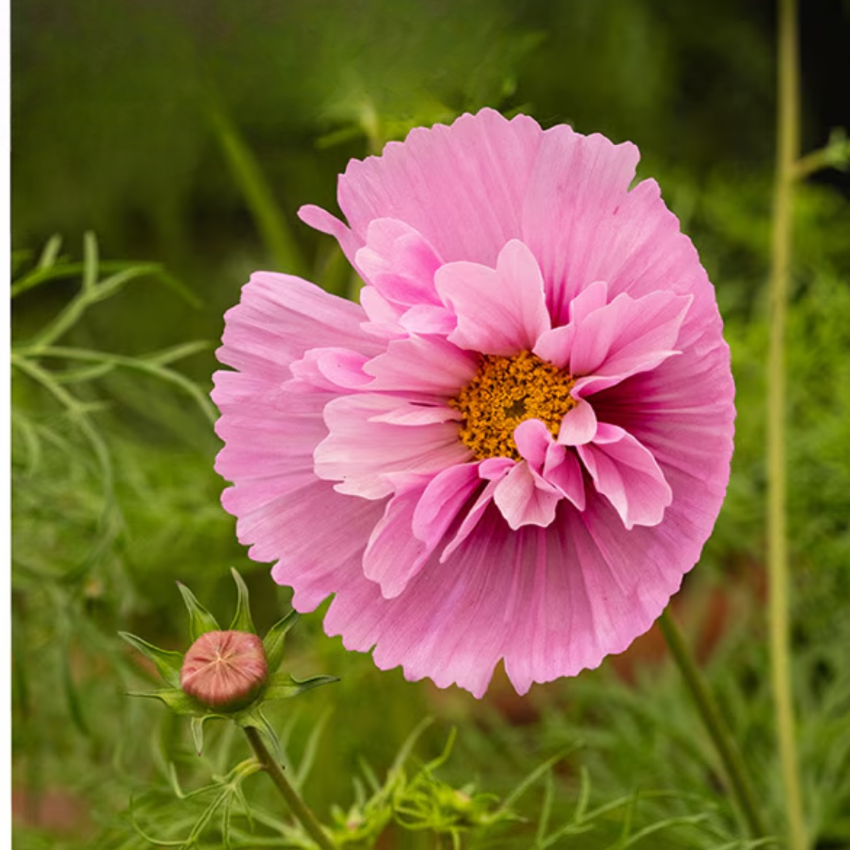 Cosmos bipinnatus ‘Cupcakes Sakura'