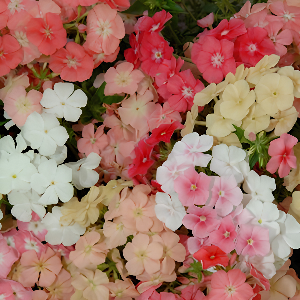 Phlox drummondii ‘Beauty Coral Reef’